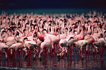 Flock of Lesser flamingoes {Phoeniconaias minor} Lake Nakuru NP, Kenya