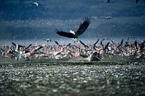African fish eagle {Haliaeetus vocifer} attacks flock of Lesser flamingoes {Phoeniconaias minor} Lake Nakuru NP, Kenya