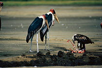 Juvenile African fish eagle {Haliaeetus vocifer} feeds on Lesser flamingo {Phoeniconaias minor} with Marabou storks {Leptoptilos crumeniferus} standing sentinel. Lake Nakuru NP, Kenya