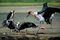 Juvenile African fish eagle {Haliaeetus vocifer} defends Lesser flamingo prey {Phoeniconaias minor} from Marabou storks {Leptoptilos crumeniferos} Lake Nakuru NP, Kenya