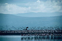 Marabou stork {Leptoptilos crumeniferus} attacks flock of Lesser flamingoes {Phoeniconaias minor} Lake Nakuru NP, Kenya