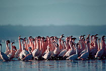 Flock of Lesser flamingoes {Phoeniconaias minor} Lake Nakuru NP, Kenya