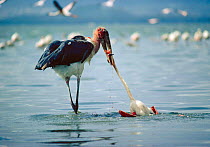 Marabou stork {Leptoptilos crumeniferus} feeding on freshly killed Greater flamingo {Phoenicopterus ruber} Lake Nakuru NP, Kenya