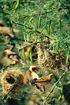 Red billed queleas mating beside nest {Quelea quelea} Tsavo East NP, Kenya