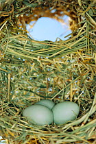 Red billed quelea eggs inside nest {Quelea quelea} Tsavo East NP, Kenya