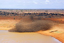 Red billed quelea flock massing to drink on the wing {Quelea quelea} Tsavo East NP, Kenya