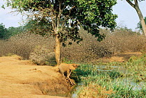 Red billed quelea flock {Quelea quelea} + African elephant calf {Loxodonta africana} drinking. Tsavo East NP, Kenya
