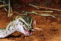 African rock python {Python sebae} feeding on Red billed quelea {Quelea quelea} Tsavo East NP, Kenya