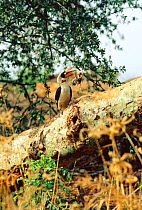 Male Von der Deckens hornbill {Tockus deckeni} feeding on Red billed quelea chick {Quelea quelea} Tsavo East NP, Kenya