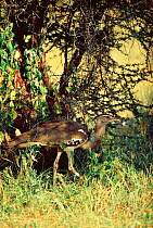 Kori bustard {Choriotis kori} feeding on Red billed quelea chick {Quelea quelea} Tsavo East NP, Kenya