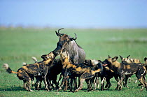 African wild dog pack {Lycaon pictus} attack Wildebeest {Connochaetus taurinus} Serengeti NP, Tanzania