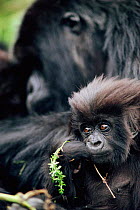 Mountain gorilla baby {Gorilla beringei} Virunga NP, Dem Rep of Congo