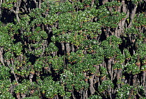 Giant groundsel {Senecio keniensis} growing at 4220 metres, Lac Vert, Mountains of the Moon, Virunga NP, Dem Rep of Congo