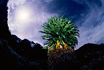 Giant lobelia {Lobelia wollastonii} growing at high altitude on Mountains of the Moon, Virunga NP, Dem Rep of Congo