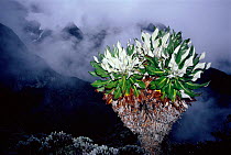 Giant groundsel {Senecio keniensis} with dead leaves protecting plant against cold  at high altitudes, Mountains of the Moon, Virunga NP, Dem Rep of Congo