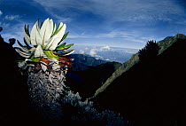 Giant groundsel {Senecio keniensis} with dead leaves protecting plant against cold  at high altitudes, Mountains of the Moon, Virunga NP, Dem Rep of Congo
