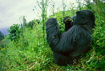 Mountain gorilla 'Rafiki' {Gorilla beringei} feeding on thistles. Virunga NP, Dem Rep of Congo
