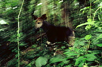 Okapi {Okapi johnstoni} walking through Ituri forest reserve, Dem Rep of Congo