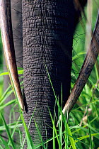 Close up of African elephant trunk and tusks {Loxodonta africana} Garamba NP, Dem Rep of Congo