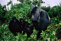 Mountain gorilla family with female, young and silverback {Gorilla beringei} Note size difference. Virunga NP, Dem Rep of Congo