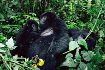 Mountain gorilla family {Gorilla beringei} Virunga NP, Dem Rep of Congo