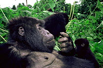 Mountain gorilla mother and baby {Gorilla beringei} Virunga NP, Dem Rep of Congo