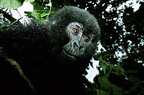 Mountain gorilla baby {Gorilla beringei} Virunga NP, Dem Rep of Congo