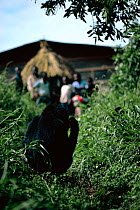 Mountain gorilla {Gorilla beringei} watching villagers. Virunga NP, Dem Rep of Congo