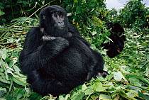 Mountain gorilla family {Gorilla beringei} Virunga NP, Dem Rep of Congo