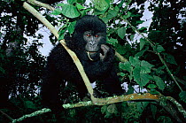 Mountain gorilla young in tree {Gorilla beringei} Virunga NP, Dem Rep of Congo