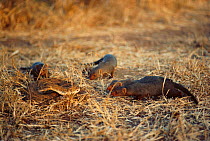 Four Dwarf mongoose {Helogale parvula} surround African puff adder {Bitis arietans} Tsavo East NP, Kenya