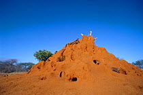 Dwarf mongoose {Helogale parvula} group inhabit termite mound. Tsavo East NP, Kenya