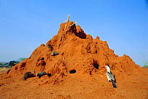 Dwarf mongoose {Helogale parvula} group inhabit termite mound and Red billed hornbill {Tockus erythrochynchus} Tsavo East NP, Kenya