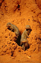Dwarf mongooses {Helogale parvula} living in termite mound. Tsavo East NP, Kenya