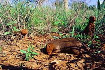 Dwarf mongooses {Helogale parvula} foraging. Tsavo East NP, Kenya