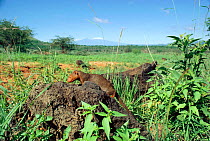 Dwarf mongooses {Helogale parvula} foraging with Mt Kilimanjaro behind, Tsavo East NP, Kenya