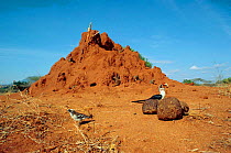 Dwarf mongoose {Helogale parvula} group inhabit termite mound, male Von der Deckens hornbill {Tockus deckeni} waits for mongooses to leave mound Tsavo East NP, Kenya