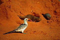 D - Red billed hornbill {Tockus erythrorhynchus} + Dwarf mongooses {Helogale parvula} on termite mound. Tsavo East NP, Kenya