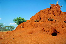 Dwarf mongoose {Helogale parvula} group + Tawny plated lizard {Gerrhosaurus major} share termite mound. Tsavo East NP, Kenya