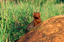 Dwarf mongoose alpha male {Helogale parvula} foraging. Tsavo East NP, Kenya
