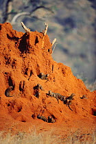 Dwarf mongoose {Helogale parvula} colony inhabit termite mound. Tsavo East NP, Kenya