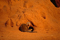 D - Dwarf mongoose {Helogale parvula} + Tawny plated lizard {Gerrhosaurus major} warm up on termite mound in early morning sun. Tsavo East NP, Kenya