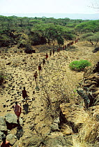 Maasai 'Emowuo-o-lkiteng ceremony, Kedong Valley, Rift valley, Kenya. Initiates walk to sacred Olive tree for blessing. 1985