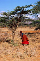 Maasai traditional ceremony, Kedong Valley, Rift valley, Kenya. Mother strips bark off {Acacia} tree for binding hut sticks. 1985