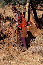 Maasai traditional ceremony, Kedong Valley, Rift valley, Kenya. {Acacia} tree bark used for binding sticks to build ritual hut. 1985