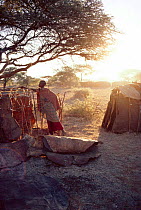 Maasai traditional ceremony, Kedong Valley, Rift valley, Kenya. Woman building ritual house in E-unoto ceremony. 1985