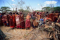 Maasai traditional ceremony, Kedong Valley, Rift valley, Kenya. Women build ritual houses in E-unoto ceremony. 1985