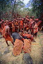 Maasai traditional E-unoto ceremony, Kedong Valley, Rift valley, Kenya. Ritual slaughter of ox. 1985