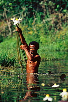 Mbuti pygmy collecting water lilies in swamp. Epulu village, Dem rep of Congo