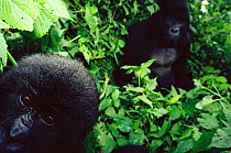 Young Mountain gorilla {Gorilla beringei} peers into camera, Virunga NP, Dem Rep of Congo. Silverback "Rugabo" in background was killed by militia roaming the park during the Rwandan refugee crisis.
